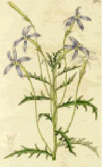 Botanical Drawing used for Article on History of Aromatherapyl
