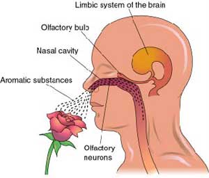 Simple Olfactory System Diagram